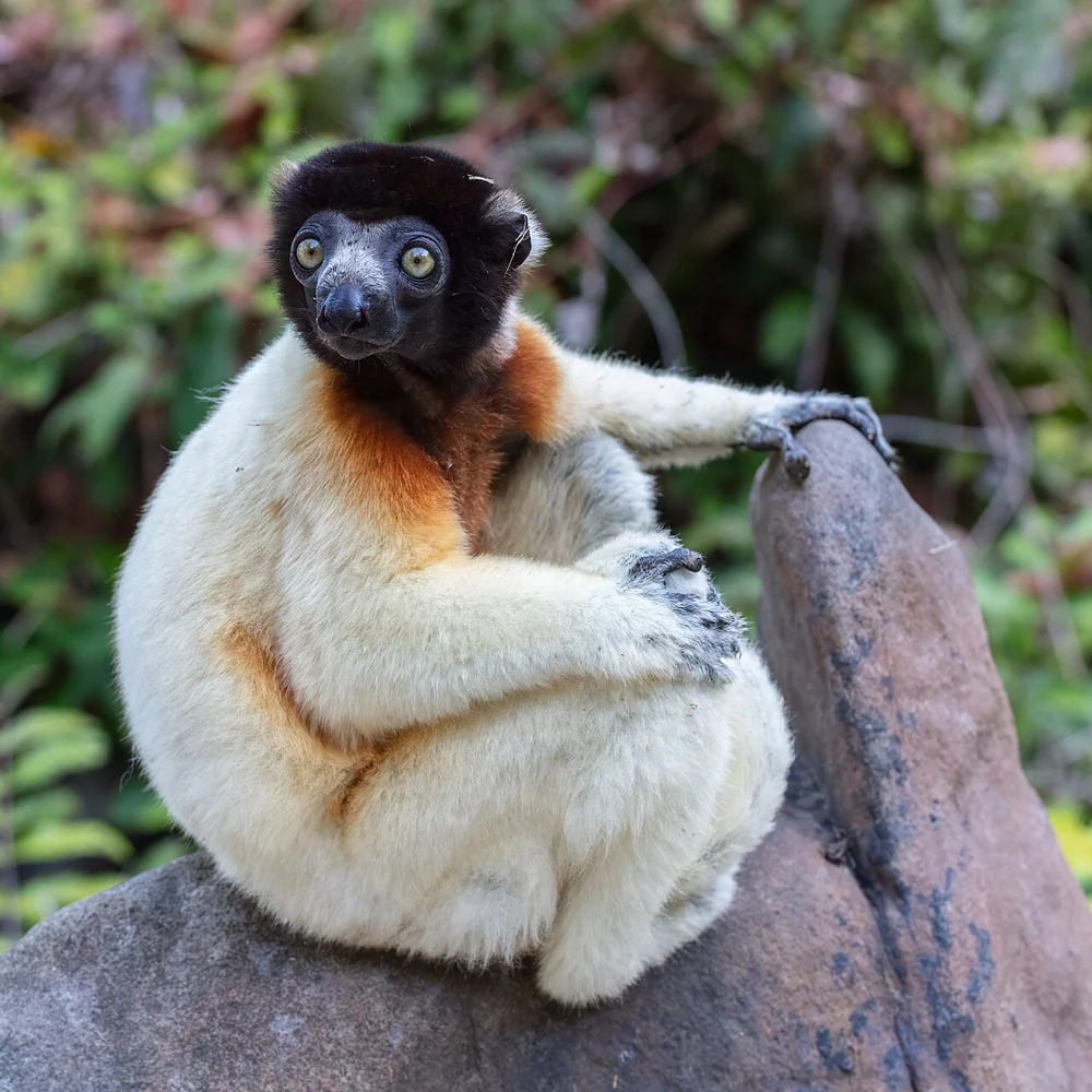 Lémurien à Madagascar — photo de la faune