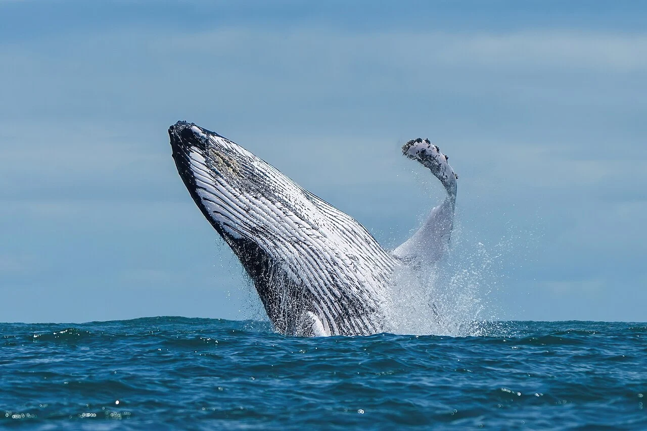 Baleine à bosse — photo prise au Costa Rica