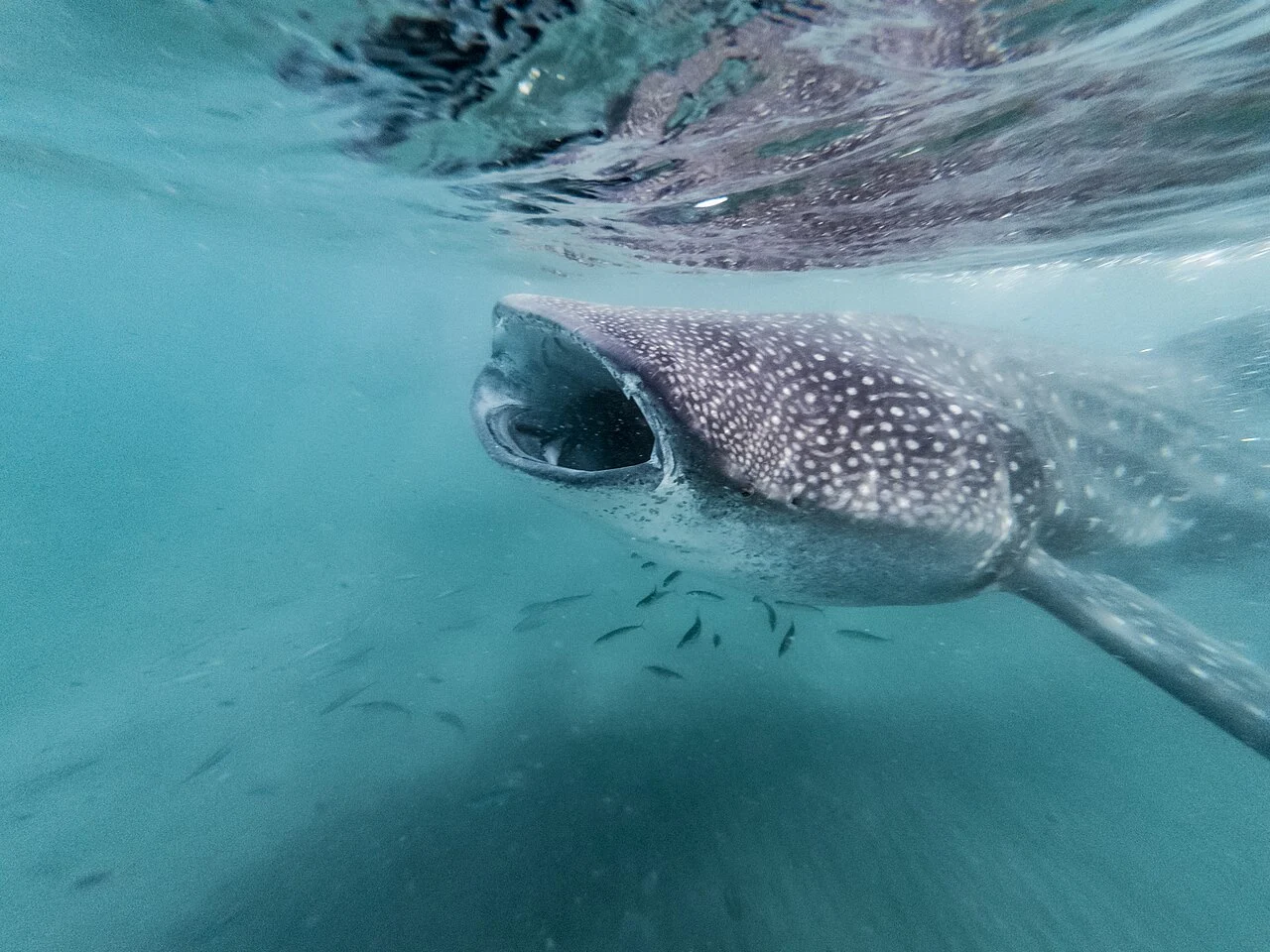 Requin-baleine — photo prise au Mexique