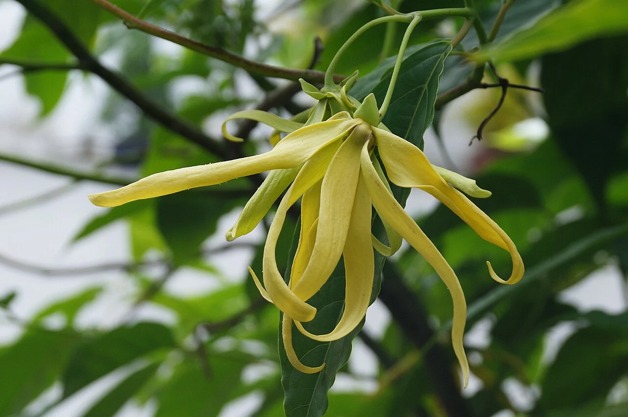 Fleurs d’ylang-ylang — illustration botanique